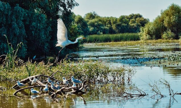 Terenuri piscicole din Delta Dunării devin arabile; 179 de hectare vor fi cultivate agricol
