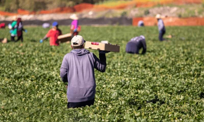 România riscă pierderea a peste 5 miliarde de euro din bugetul pentru agricultură în perioada 2028-2034