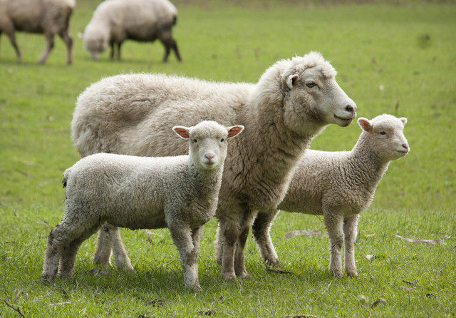 Finanțare de 50.000 de euro pentru fermele de ovine și caprine prin intervenția DR-21