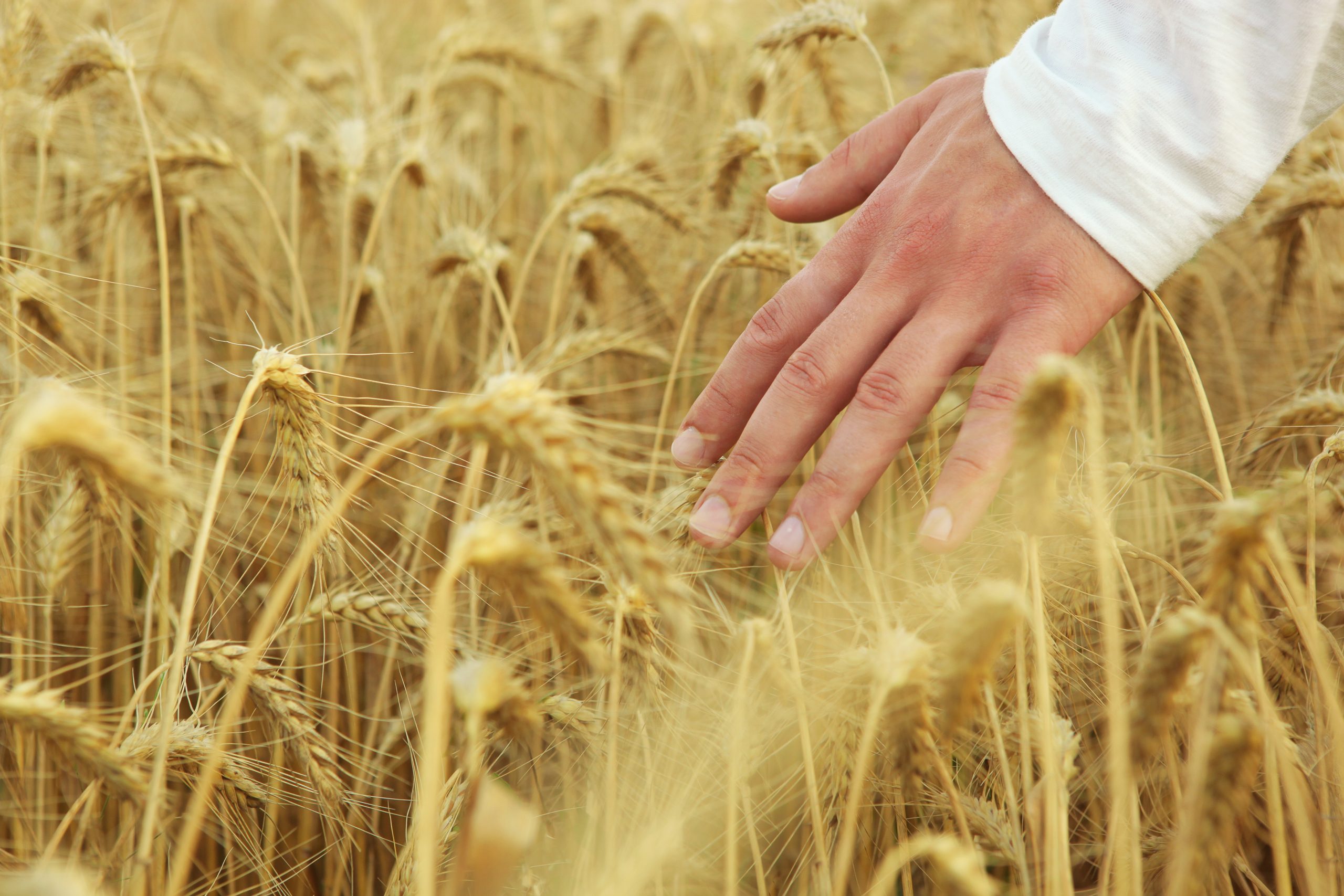 Sectorul agricol are nevoie de un miliard de lei până la finalul anului pentru sprijinul de stat