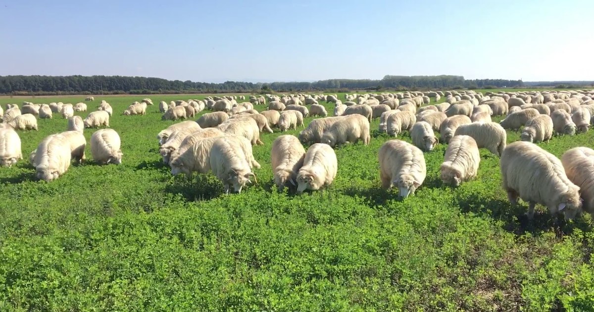 Bruxelles a aprobat planul României pentru deblocarea exporturilor de ovine și caprine
