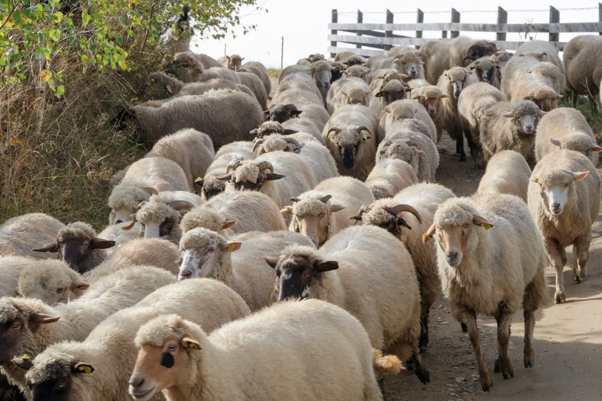Ministerul Agriculturii avansează prin demersuri diplomatice pentru reluarea exporturilor de ovine și caprine