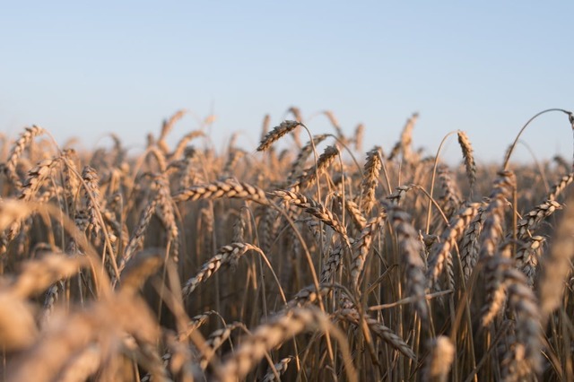 Ministerul Agriculturii propune dublarea fondurilor pentru fermieri în contextul crizei din Orientul Mijlociu