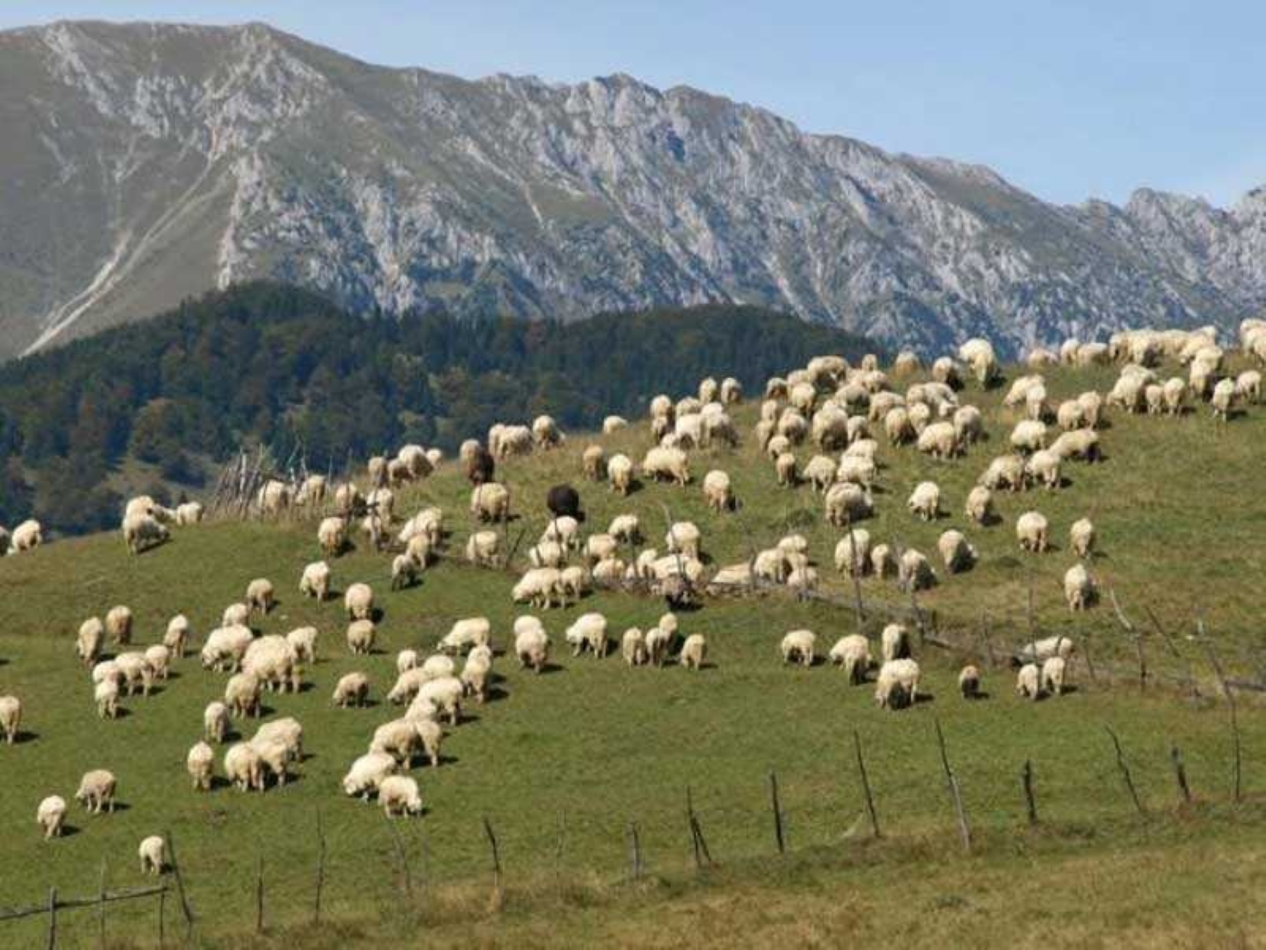 Comisia Europeană va modifica regulile de vaccinare pentru a evita blocajul comercial al României