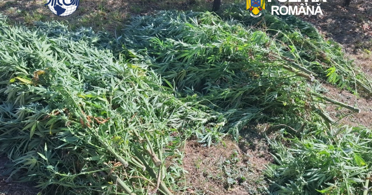 Bărbat reținut de DIICOT în Covasna: a fost descoperită o cultură de canabis în Sfântu Gheorghe