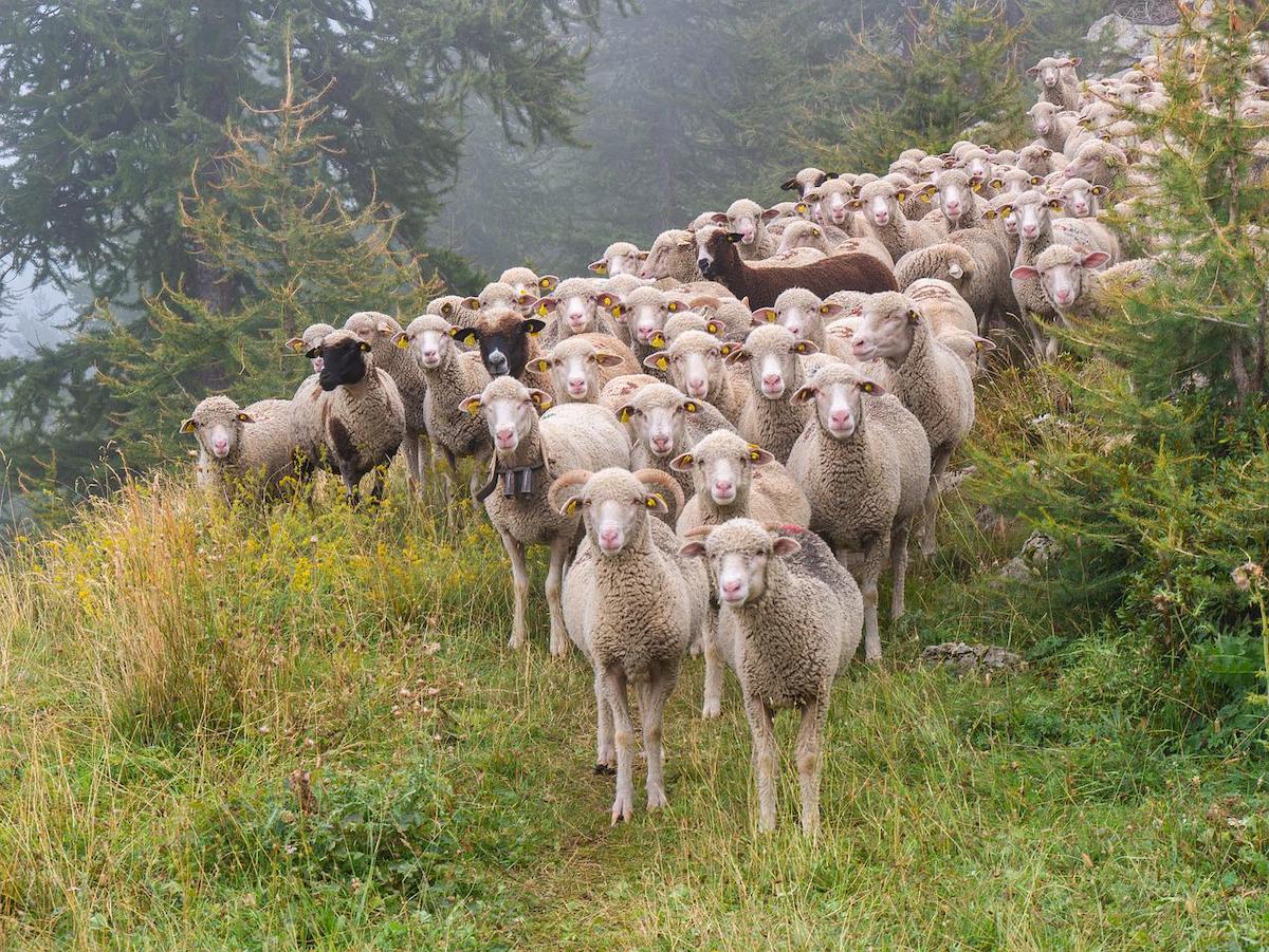 Exporturile de ovine din România vor fi reluate în maximum o lună, conform europarlamentarului Daniel Buda