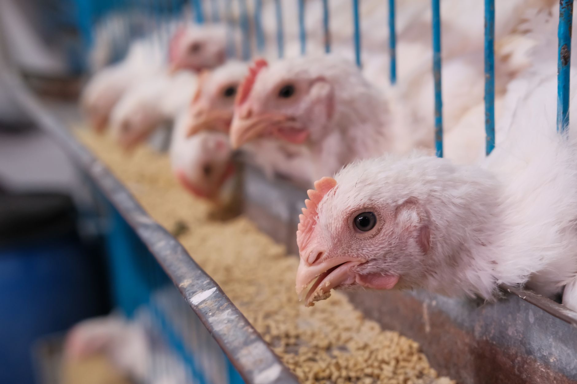 Raport IEEP: Peste 141 de milioane de găini ouătoare sunt încă ținute în cuști în Uniunea Europeană
